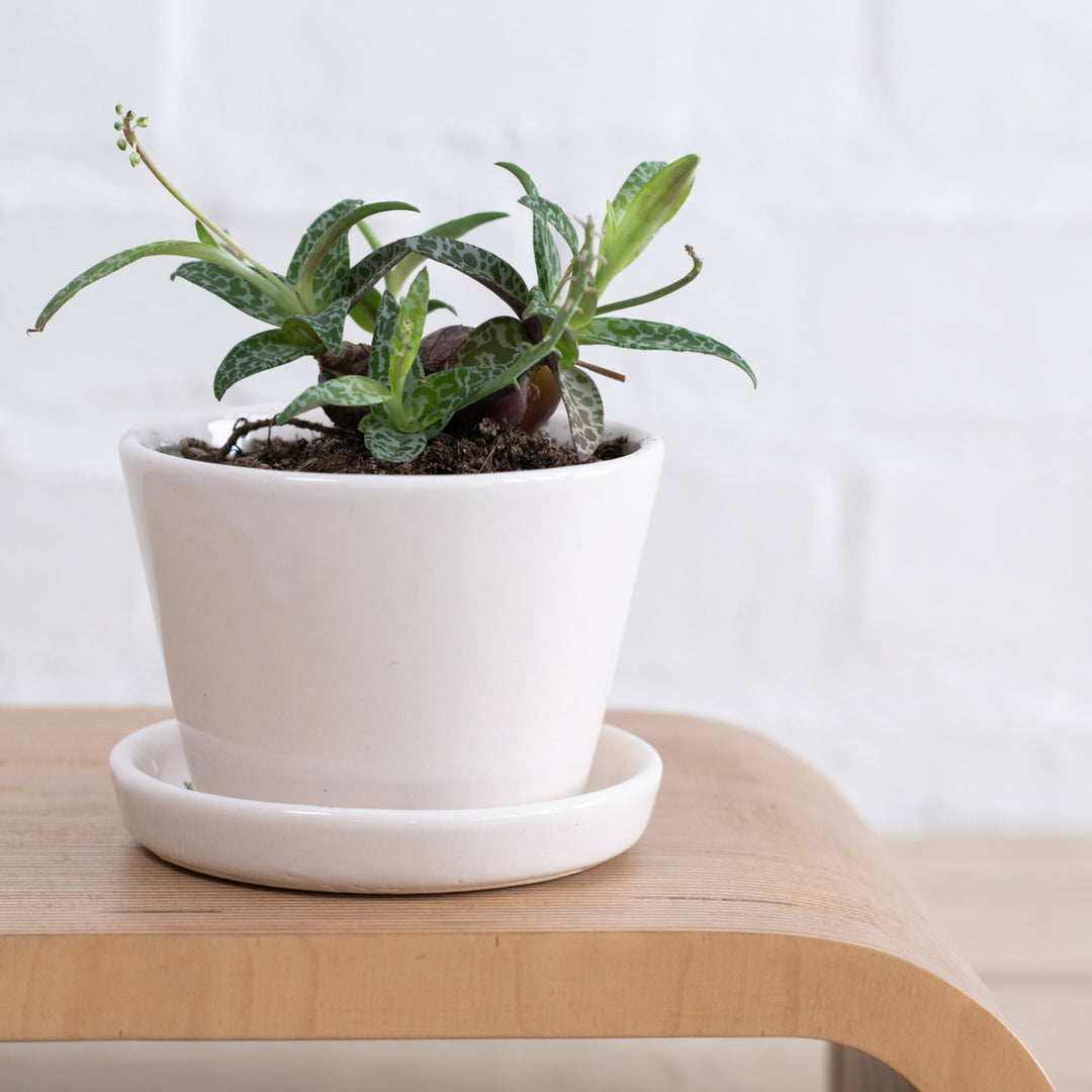 Silver Squill - Shop Online!