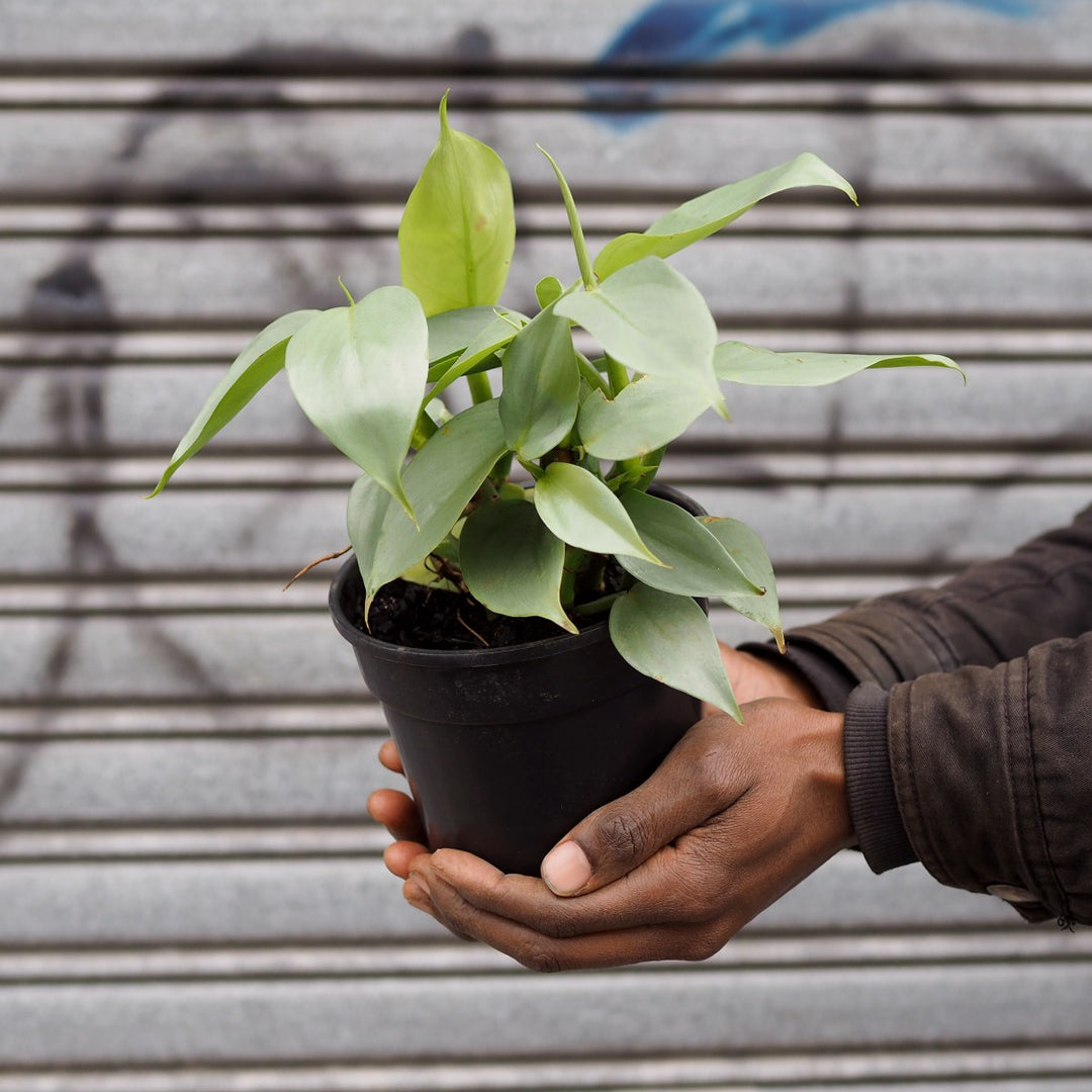 Philodendron - Silver Wings - Shop Online!