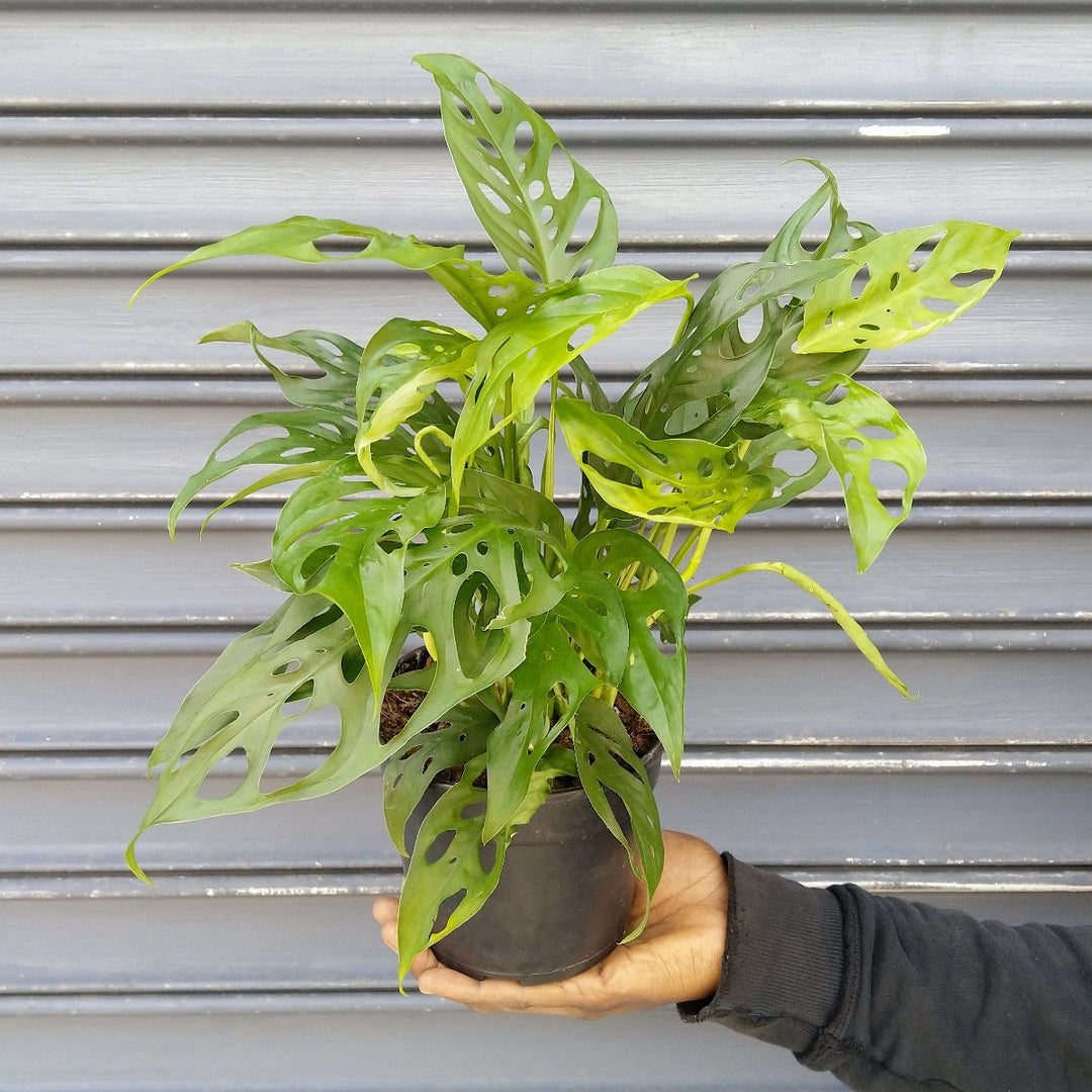 Swiss Cheese Plant - Shop Online!