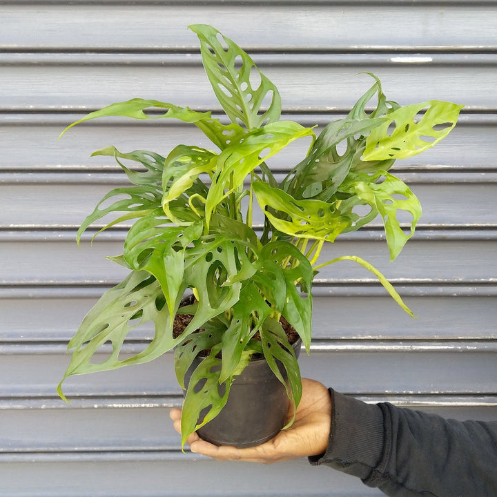 Swiss Cheese Plant - Shop Online!