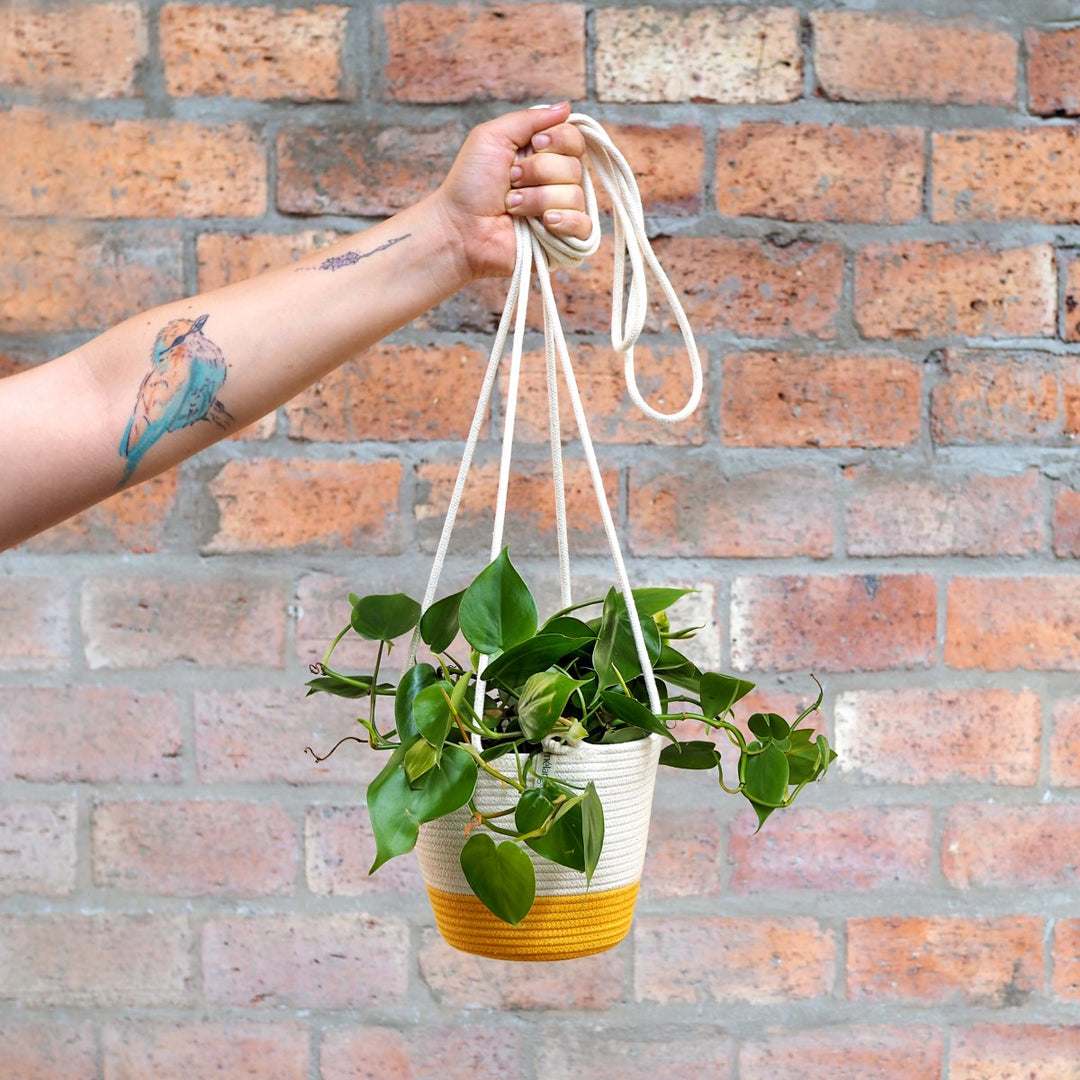 Heart Leaf Philodendron - Shop Online!