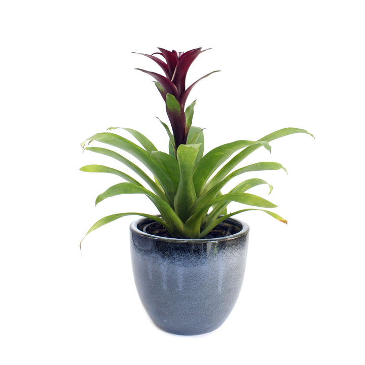 Guzmania - Maroon - Shop Online!