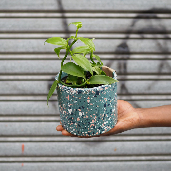 Vanilla Orchid - Shop Online!