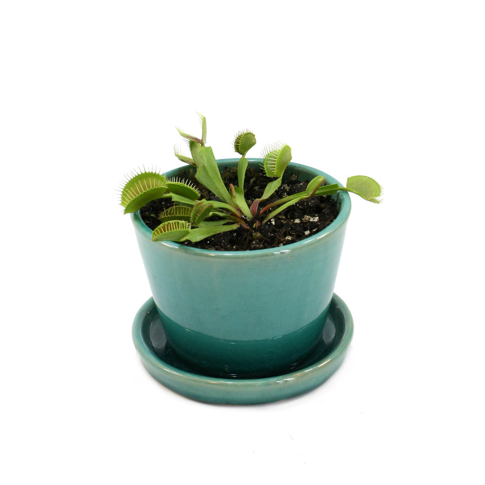 zzzVenus Fly Trap - Shop Online!