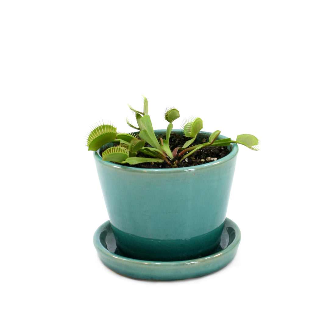 zzzVenus Fly Trap - Shop Online!
