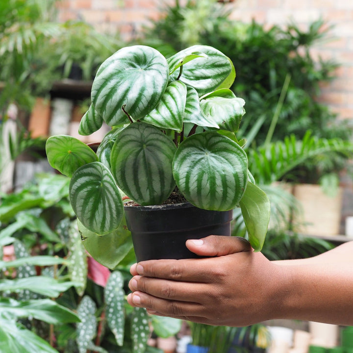Watermelon Peperomia - Shop Online!