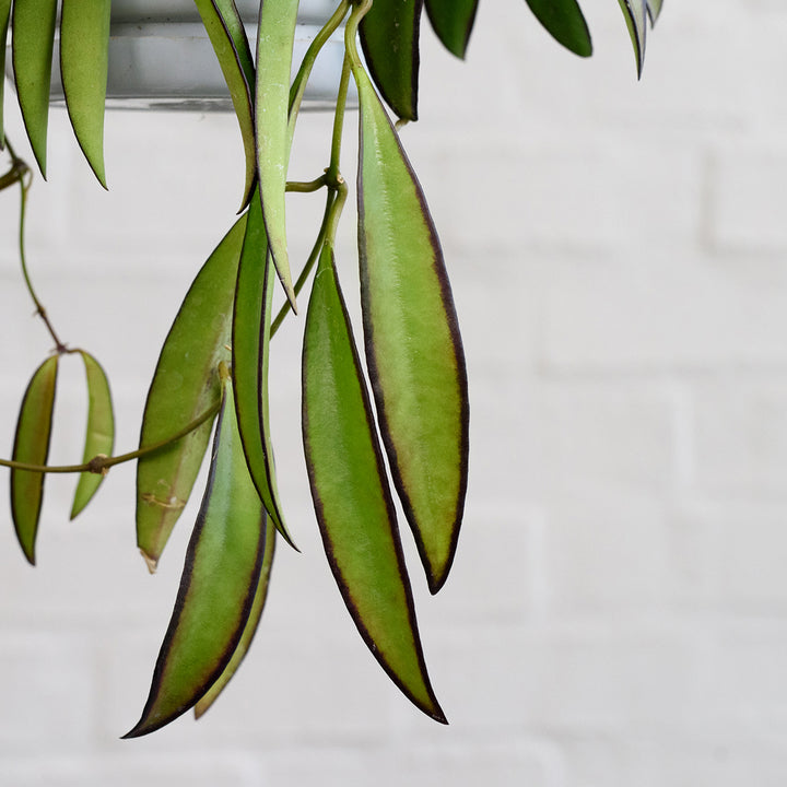 Hoya Wayetii - Shop Online!