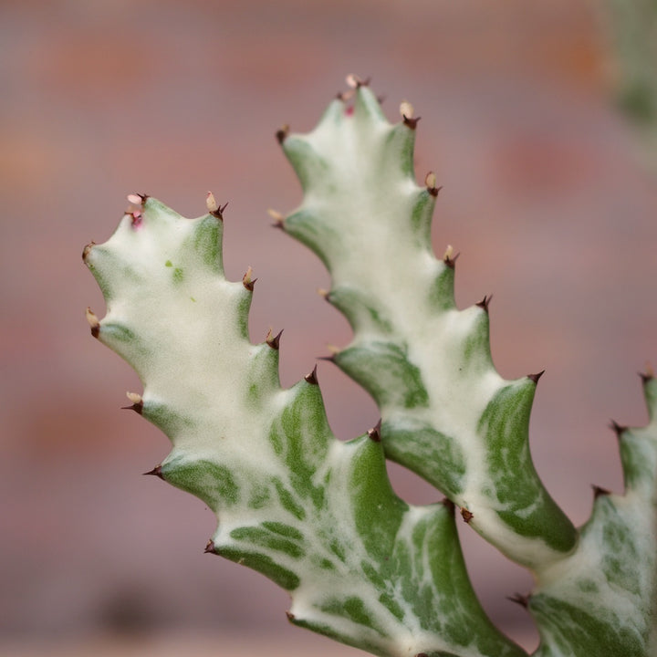 Ghost Cactus - Shop Online!