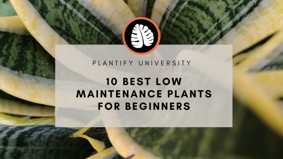 Blog cover for 10 Low Maintenance Plants
