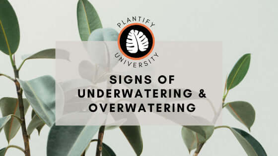 Identifying House Plant Overwatering vs Underwatering