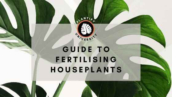 House Plant Fertilising Basics - Improve Your Plant Knowledge with Plantify!