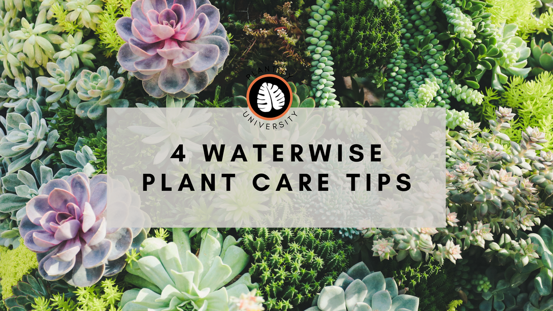 4 Waterwise Houseplant Care Tips
