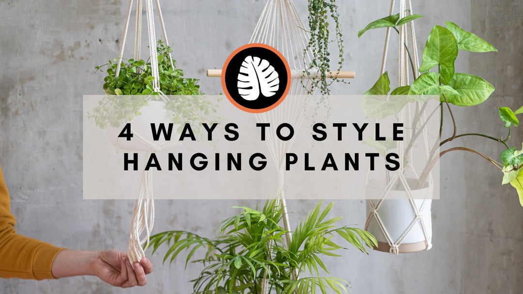 4 Creative Ways to Style Hanging Houseplants - Improve Your Plant Knowledge with Plantify!