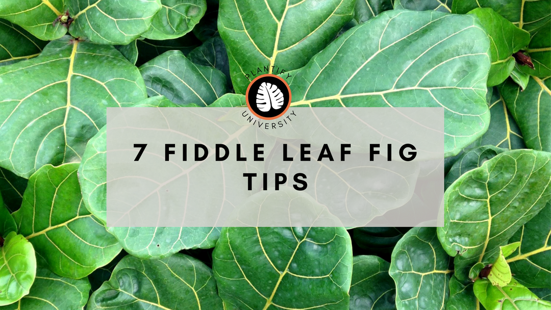 7 Steps to Make Your Fiddle Leaf Fig Tree Grow Bigger, Faster!