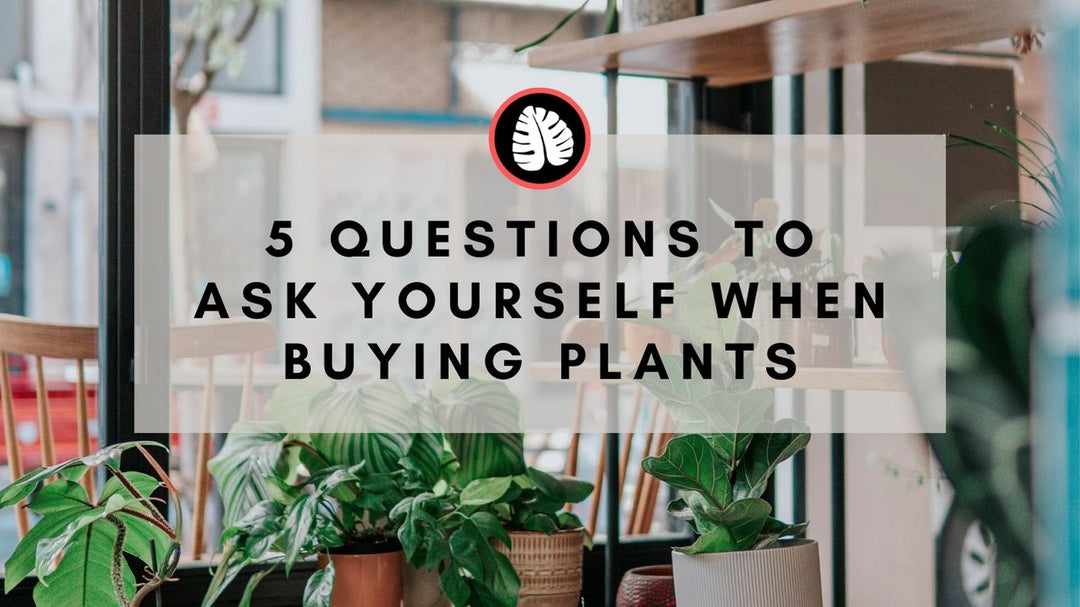 5 Questions to Ask Yourself When Buying Plants