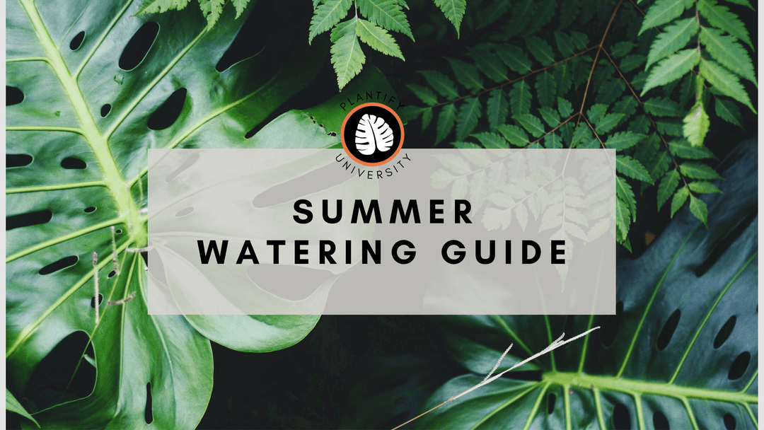 House Plant Summer Watering Guide