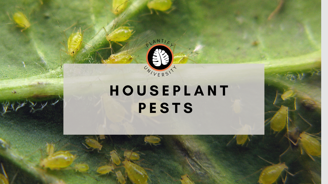 Houseplant Pests