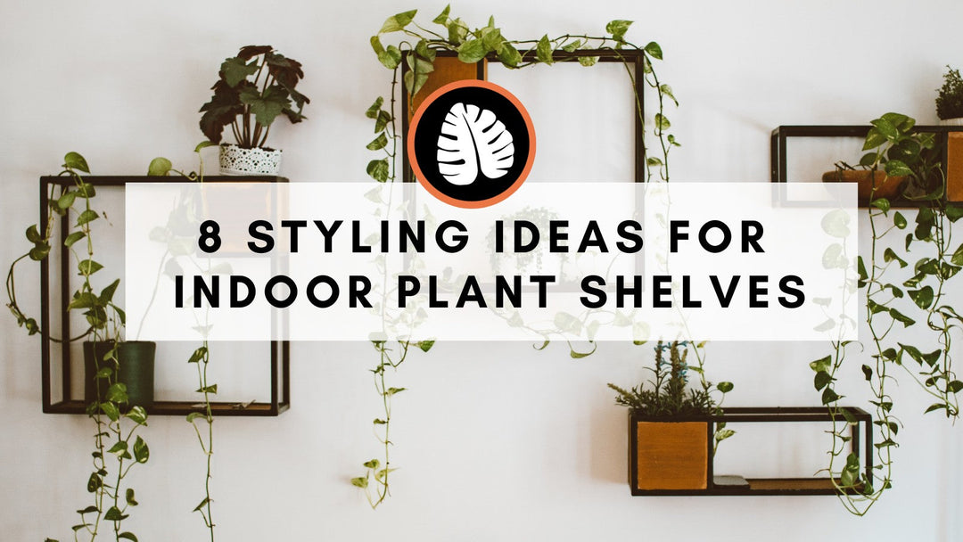 8 Styling Ideas for Indoor Plant Shelves - Improve Your Plant Knowledge with Plantify!