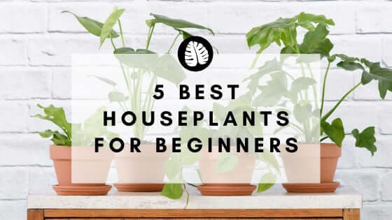 5 Best Houseplants for Beginners - Improve Your Plant Knowledge with Plantify!