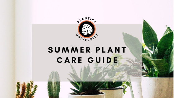 Summer Plant Care Guide