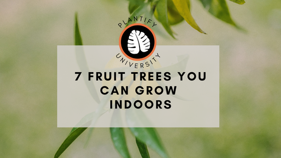 7 Fruit Trees that you can grow in your Home - Improve Your Plant Knowledge with Plantify!