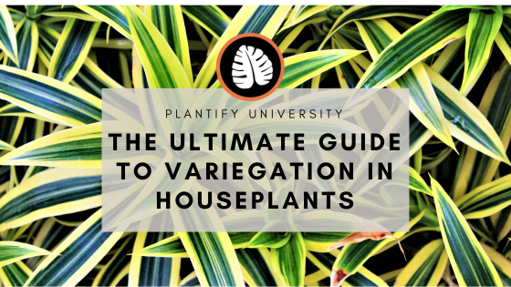 The Ultimate Guide to Variegation in Houseplants: A Complete Overview - Improve Your Plant Knowledge with Plantify!