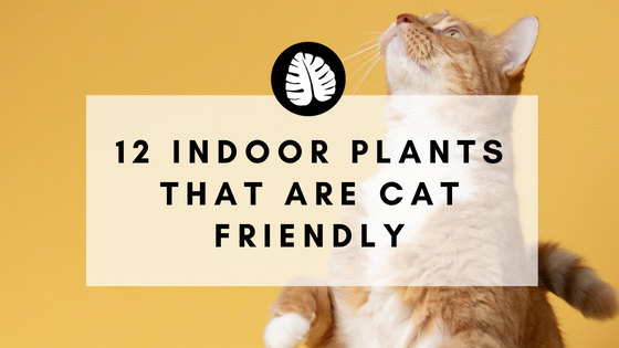 12 Indoor Plants that are Cat Friendly and Clean the Air