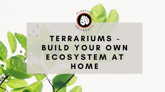 Terrariums - Build Your Own Ecosystem at Home - Improve Your Plant Knowledge with Plantify!
