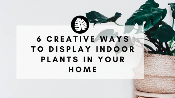 6 Creative Ways to Display Indoor Plants in Your Home