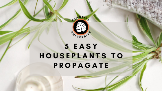 5 Easy Houseplants to Propagate - Improve Your Plant Knowledge with Plantify!