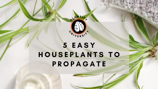 5 Easy Houseplants to Propagate