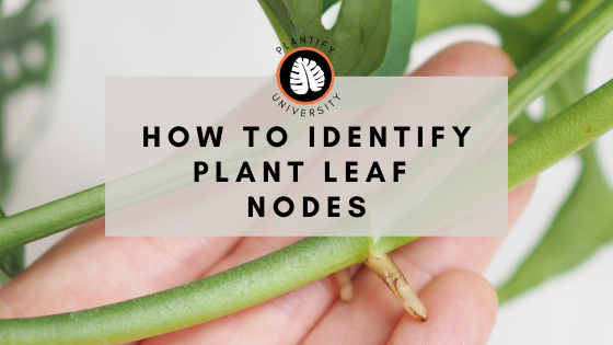 How to Identify Plant Leaf Nodes