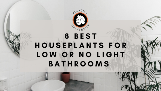 8 Best Houseplants for Low Light and No Light Bathrooms 