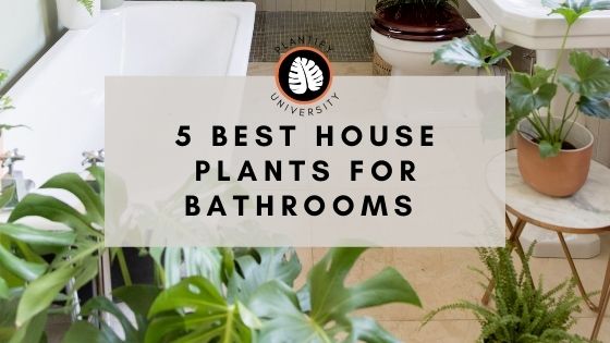 5 Best House Plants for your Bathroom