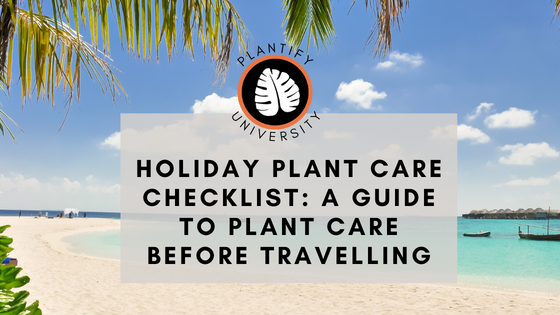 Holiday Plant Care Checklist: What to do with your houseplants before travelling - Improve Your Plant Knowledge with Plantify!
