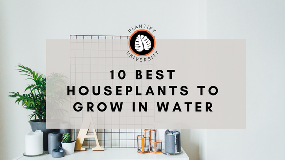 10 Best Indoor Plants to Grow in Water