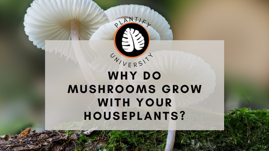 Why do Mushrooms grow with your Houseplant?