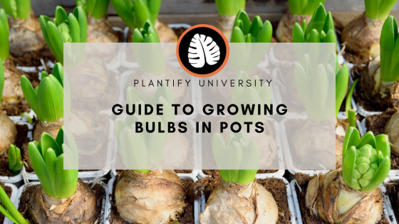 How to Grow Bulbs in Pots: A Beginner's Guide to Bright Blooms in Smal