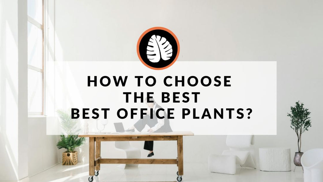 15 Indoor Plants perfect for creating a lush office space - Improve Your Plant Knowledge with Plantify!