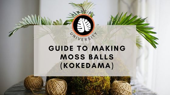 Master the Art of Kokedama: Your Complete Guide to Crafting Moss Balls - Improve Your Plant Knowledge with Plantify!