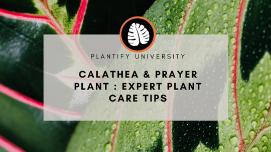 Calathea & Prayer Expert Plant Care Guide: How to Grow Thriving Tropical Houseplants
