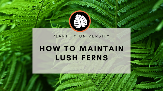 How to Grow and Maintain Lush Ferns