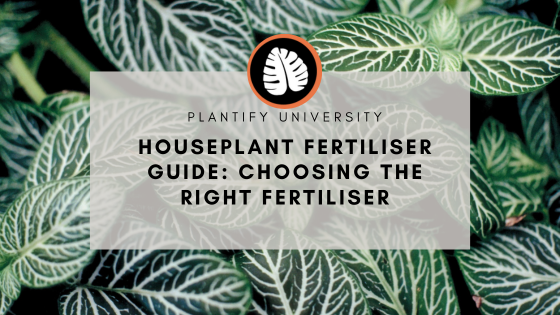 Houseplant Fertiliser Guide: Choosing the right Indoor Plant food