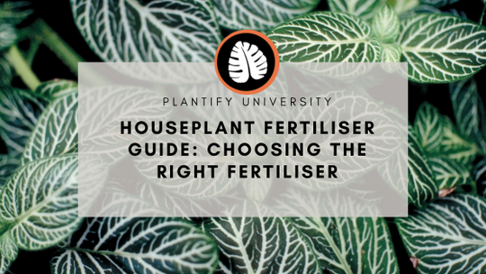 Houseplant Fertiliser Guide: Choosing the Right Indoor Plant food