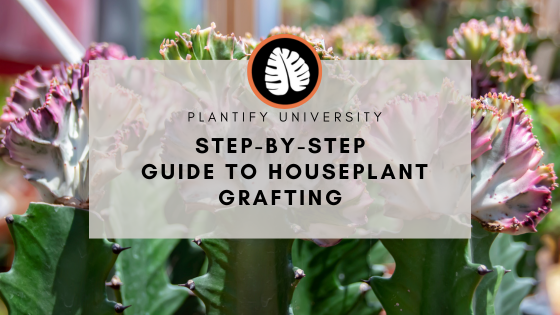 Step-by-Step Guide to Houseplant Grafting