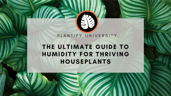The Ultimate Guide to Humidity for Thriving Houseplants