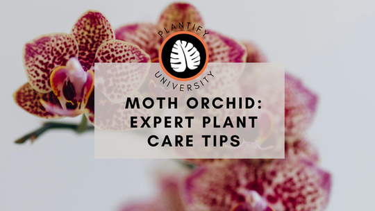 Moth Orchids: Expert Growing Tips