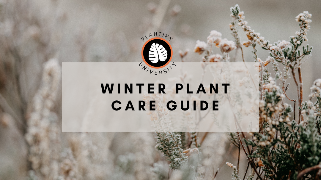 Winter Houseplant Care Guide - Improve Your Plant Knowledge with Plantify!