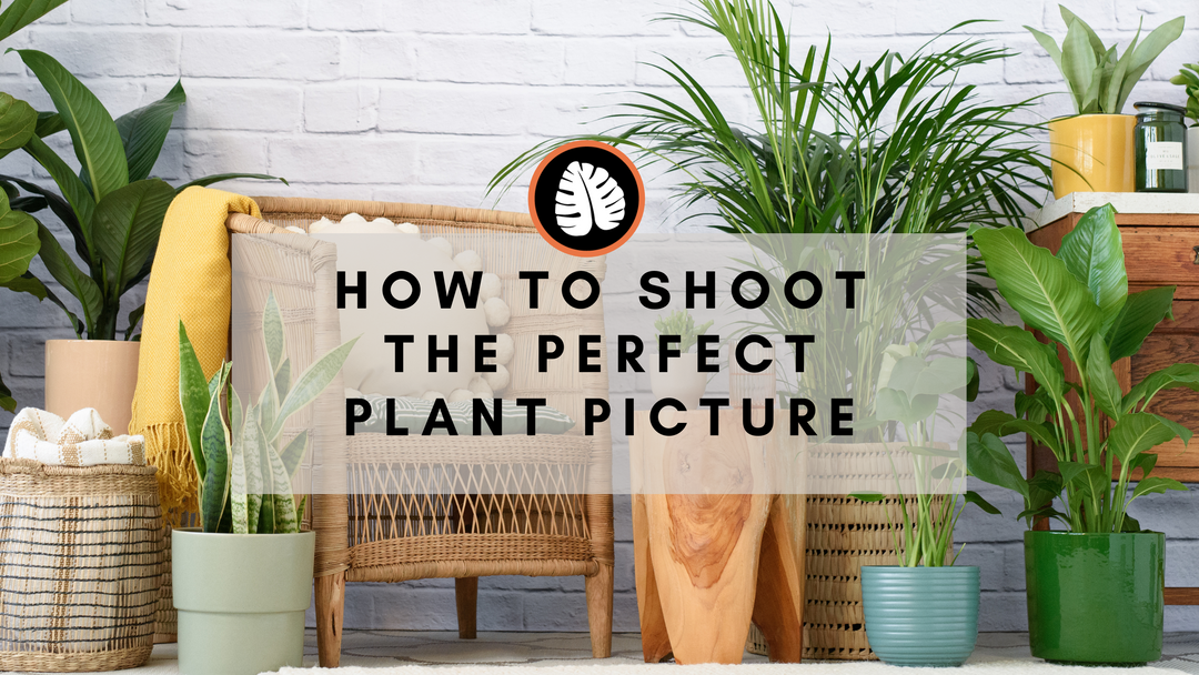Guide to instagram plant photos