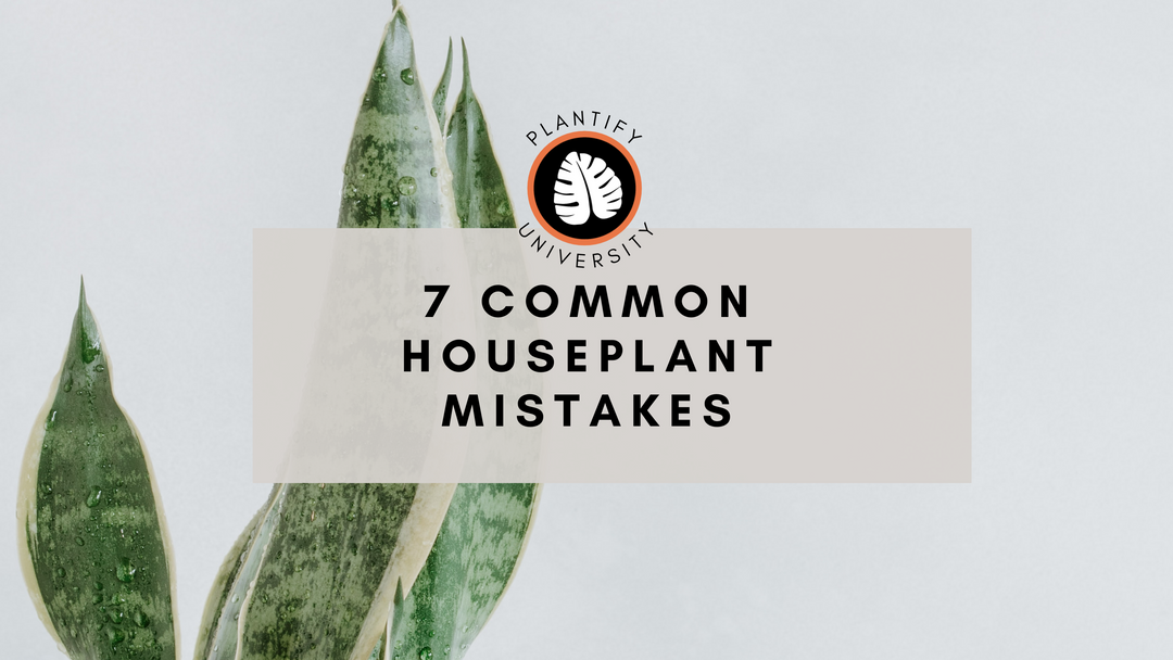 7 Common Houseplant Mistakes